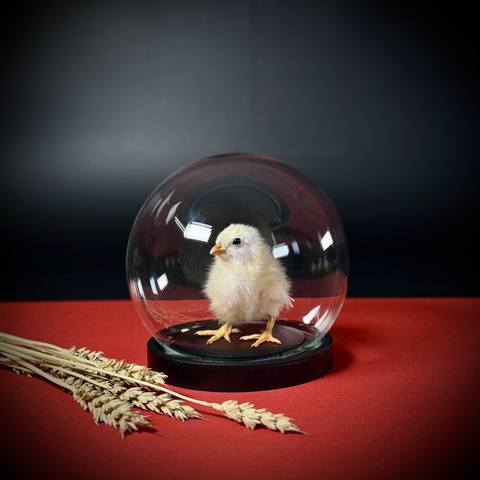 Цыплёнок в клоше