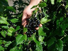 Саженцы смородины черной Радость
