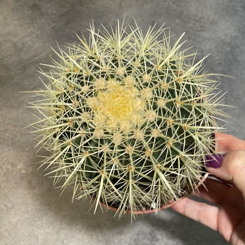 Эхинокактус Грузони d12