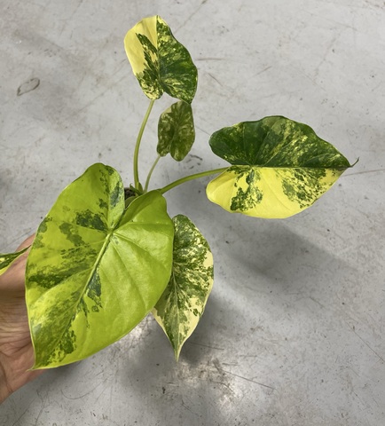 Алоказия крупноризозная 'Aurea Variegata'