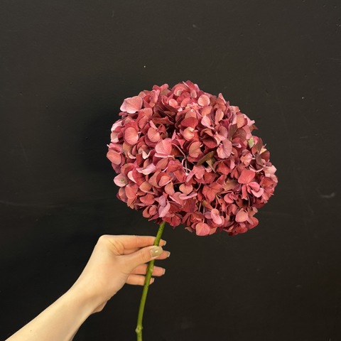 Гортензия красная 60 см 1 шт