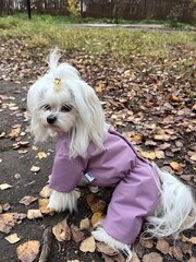 Демисезонный комбинезон для собак (девочка)