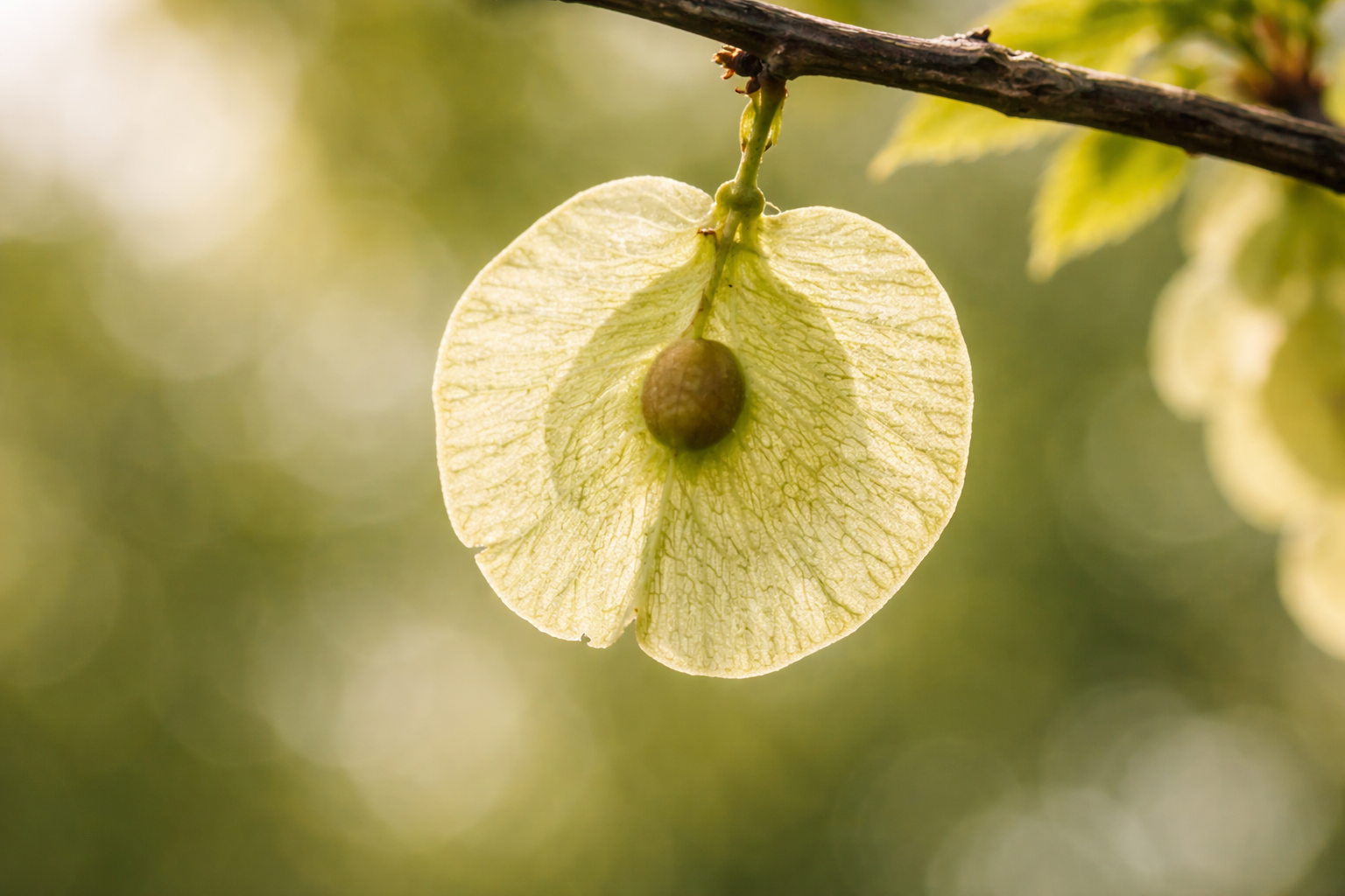 Вяз (Ильм) мелколистный (низкий, приземистый)