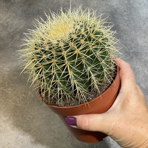 Эхинокактус Грузони d12