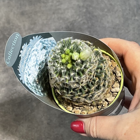 Маммиллярия Шиде d7