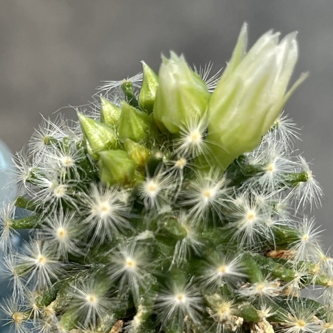 Маммиллярия Шиде d7