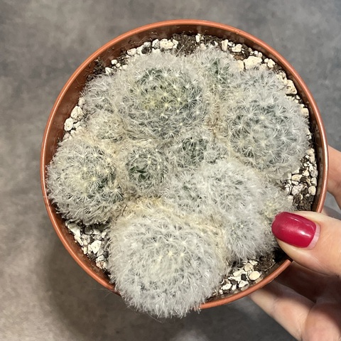 Маммиллярия Плюмоза d12