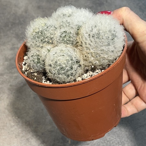 Маммиллярия Плюмоза d12