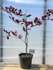 Teofrast Бук лесной Fagus sylvatica Tricolor