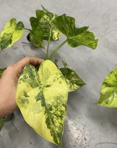 Алоказия крупноризозная 'Aurea Variegata'