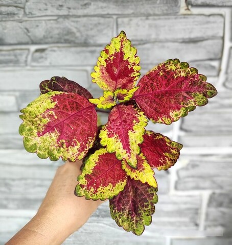 Царская особа ОП колеус КСР