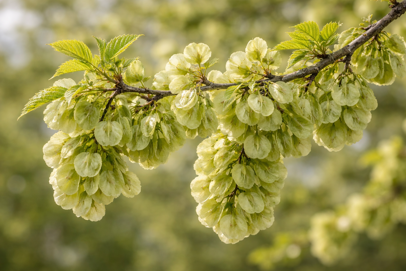 Вяз (Ильм) мелколистный (низкий, приземистый)