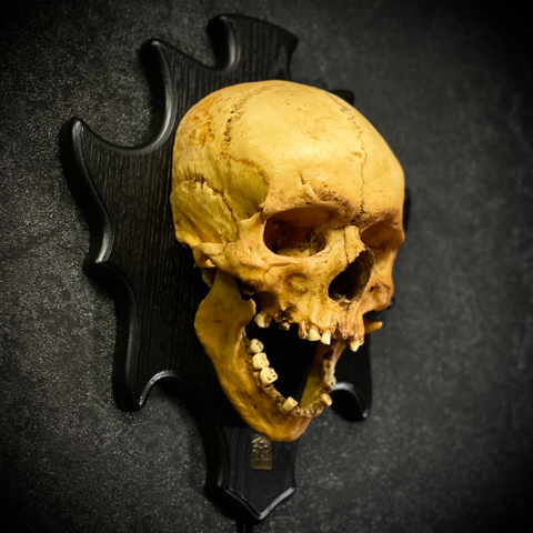 Череп человека на медальоне (анатомическая модель)