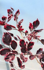 Teofrast Бук лесной Fagus sylvatica Tricolor