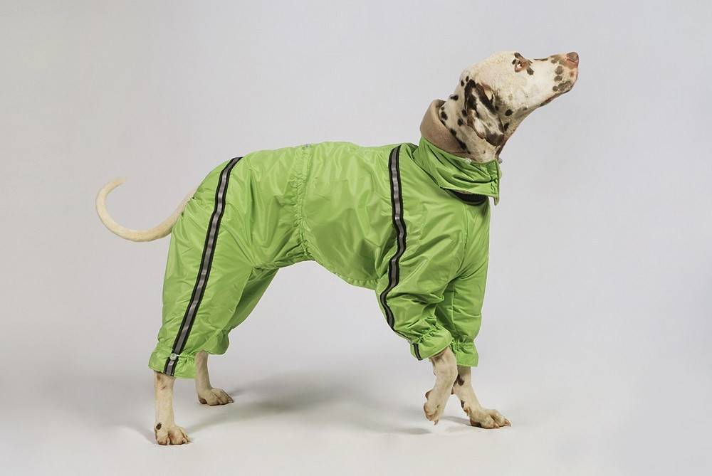 Одежда для собак купить в интернет-магазине собачью одежду недорого, цена с доставкой в Москве