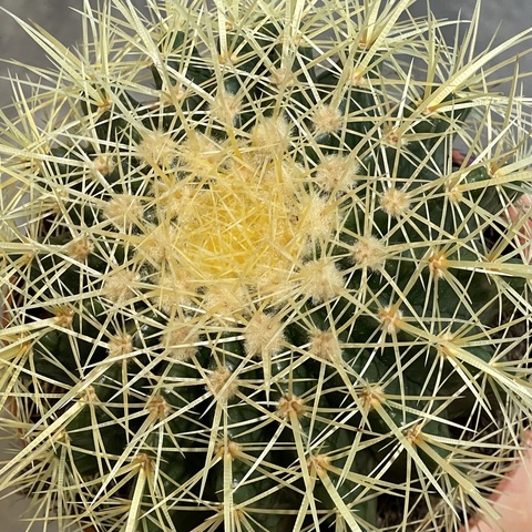 Эхинокактус Грузони d12