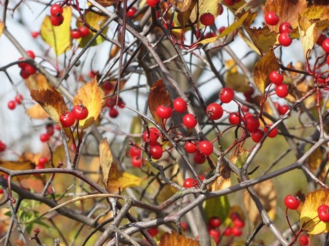 Боярышник петушья шпора