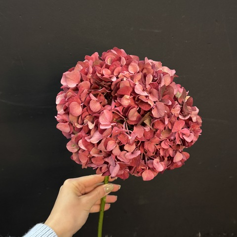 Гортензия красная 60 см 1 шт