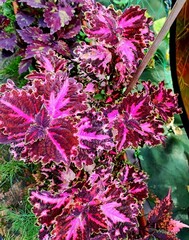 Яшма колеус КСР