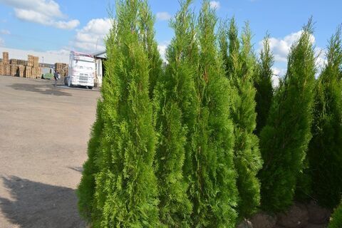 Туя западная Смарагд АКЦИЯ | Thuja occidentalis Smaragd 160-190 см