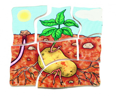 Развивающий Пазл "Картофель" ((Цвет: нет, Разм.:145 x 145 x 18 mm))