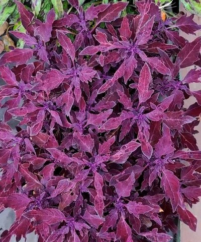 Эльдорадо LO колеус КСР