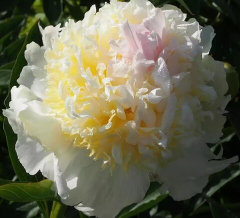 Пион молочноцветковый Топ Брасс