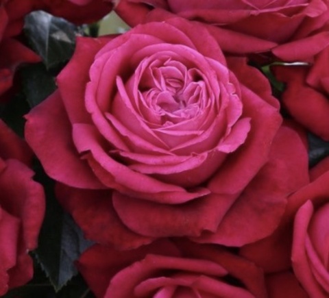 Руби Кисс(Ruby Kiss)