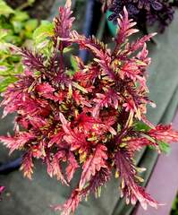 Belize Тай колеус КСР