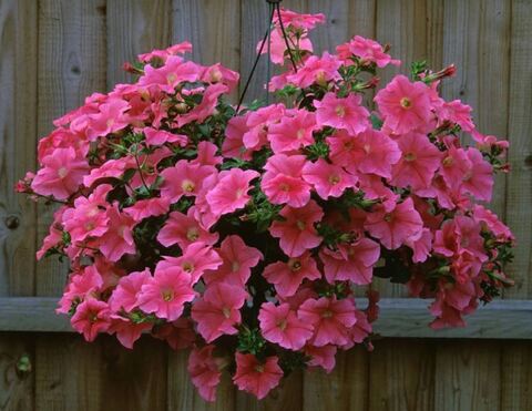 Петуния Fanfare Salmon