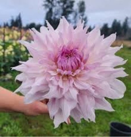 Георгин Шило Ноэль (Shiloh Noelle)