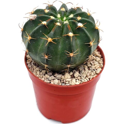 Гимнокалициум шаровидный кактус с рёбрами