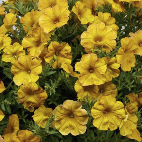32346 Петуния BEAUTICAL YELLOW SUN (ВЕСНА 2025)