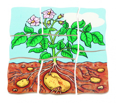 Развивающий Пазл "Картофель" ((Цвет: нет, Разм.:145 x 145 x 18 mm))