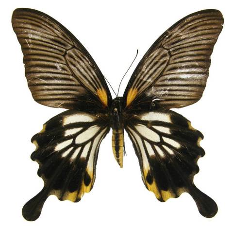 Бабочка Парусник Лови