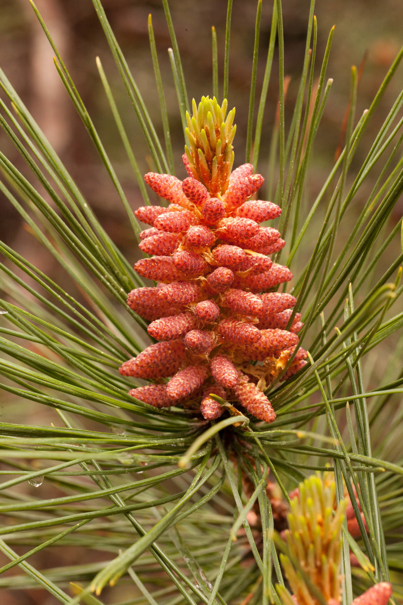 Семена Сосна красная Pinus resinosa