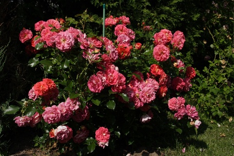 Братья Гримм(Gebruder Grimm)