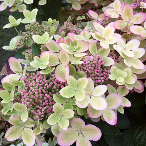 Гортензия метельчатая 