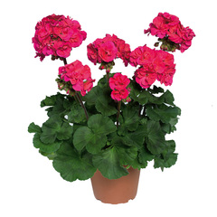 2806 Пеларгония зональная DARKLINE PAC MARENA (Весна 2026)