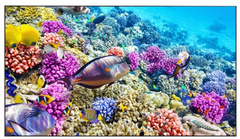Панель LCD EliteBoard BK557FFLE