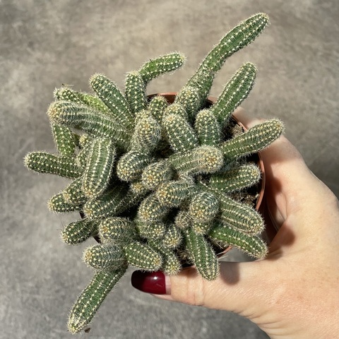 Хамецереус Сильвестри d8