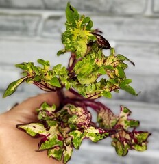 Цветочный лабиринт АГ колеус КСР