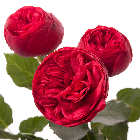 Розы кустовые пионовидные Red Piano от 9шт