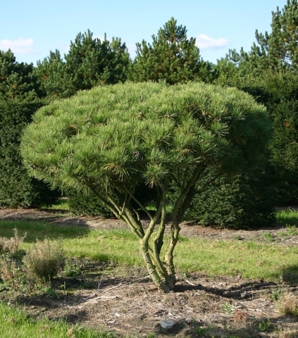 Семена Сосна густоцветная Pinus densiflora