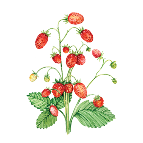 Сироп Земляника ProffSyrup