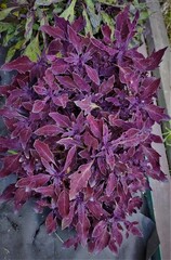 Эльдорадо LO колеус КСР