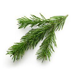 Эфирное масло Бальзамической пихты (Balsam Fir) - 10 мл. Compagnie des Sens