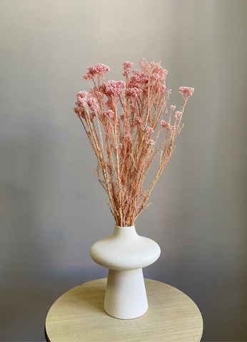 Озотамнус стабилизированный выбеленно-розовый