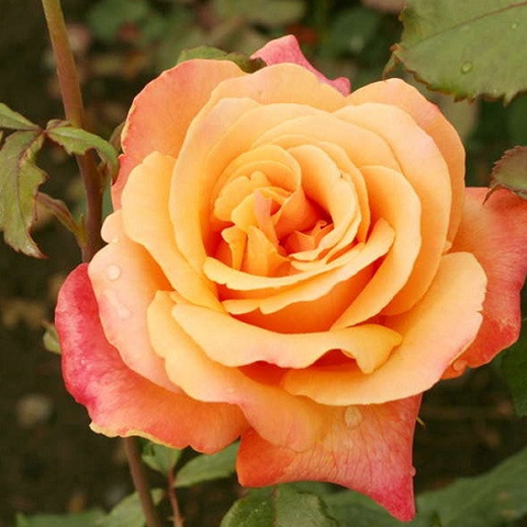 Роза чайно-гибридная Лолита 