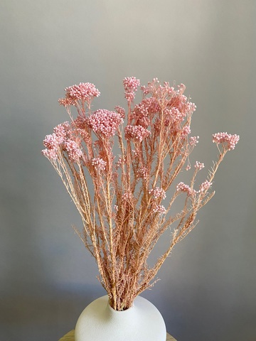 Озотамнус стабилизированный выбеленно-розовый